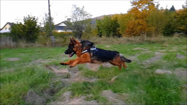 Jak szybko biega owczarek niemiecki? Odkryj jego niesamowitą prędkość Jak szybko biega owczarek niemiecki? Odkryj jego niesamowitą prędkość