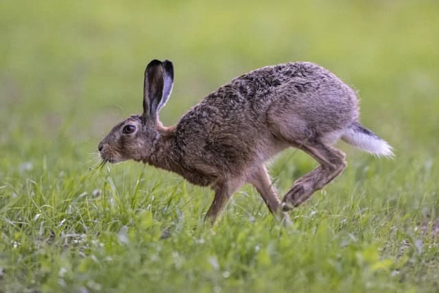 Jak szybko biega zając? Odkryj jego niesamowitą prędkość Jak szybko biega zając? Odkryj jego niesamowitą prędkość