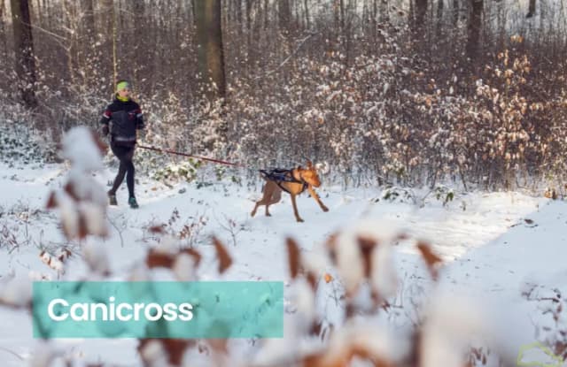 Jak zacząć biegać z psem i uniknąć najczęstszych błędów Jak zacząć biegać z psem i uniknąć najczęstszych błędów